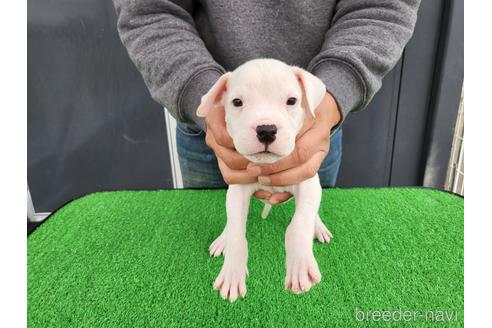 成約済の愛知県のその他の犬種-160917の1枚目